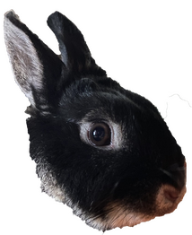 an image of anarchist (a black otter rex rabbit) facing the right. it bookends one side of the flaming logo.