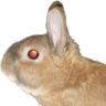 an image of liberal (a small brown rabbit) facing the left. it bookends the other side of the flaming logo.