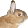 an image of liberal (a small brown rabbit) facing the right. it bookends one side of the flaming logo.