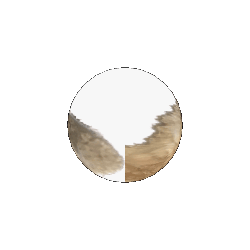 a rotating sphere with an image of liberal emblazoned proudly across it. around that sphere orbits another sphere, with anarchist's face on it.